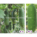 Hybrid small wax gourd seeds winter melon seed for Growing-HHT - Lucky